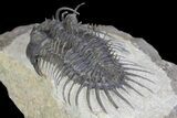 Spiny Comura Trilobite - Oufaten, Morocco #160895-4